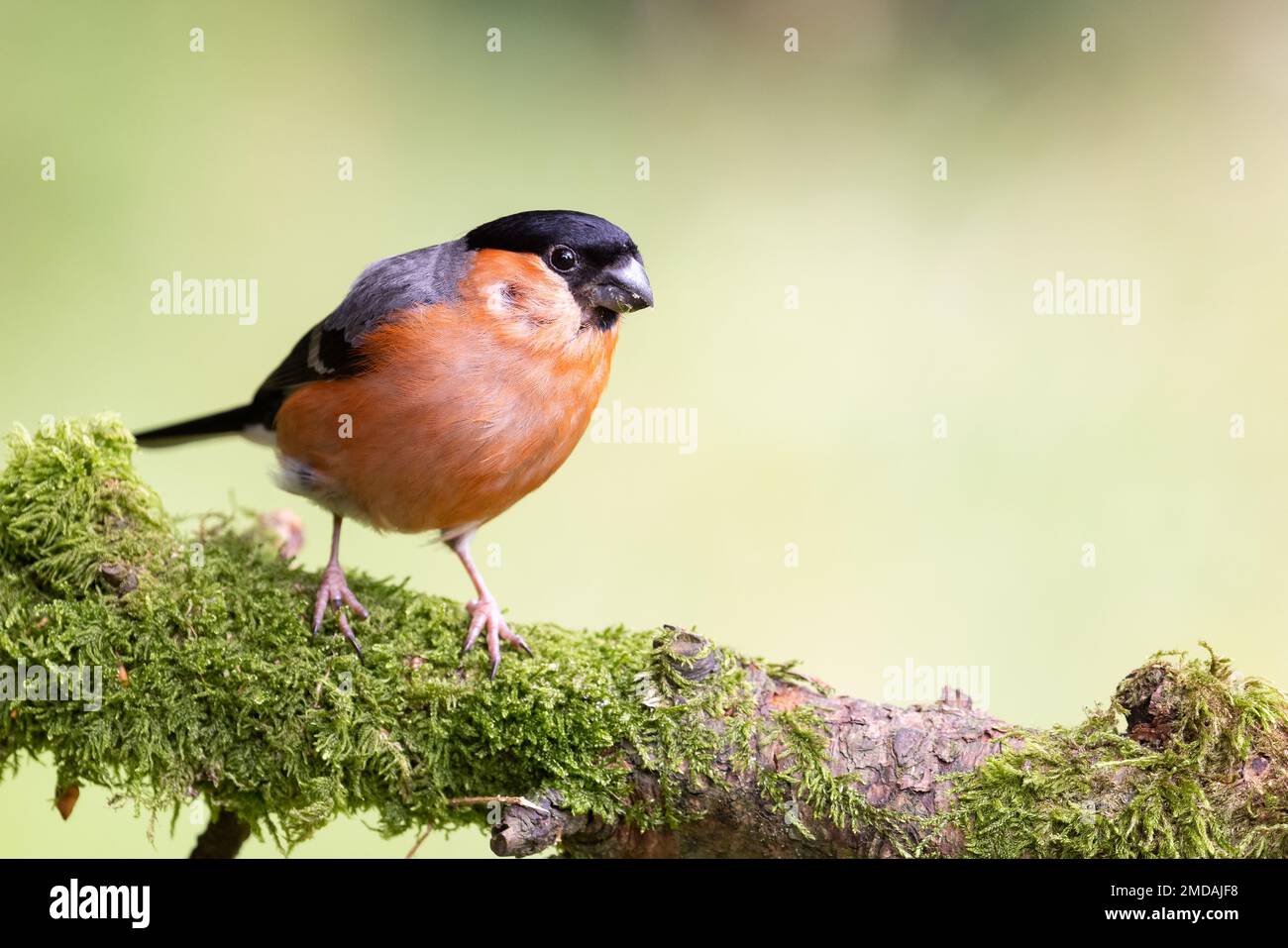 Maschio Eurasian Bullfinch [ Pyrhula pyrhula ] su ramo mossy Foto Stock