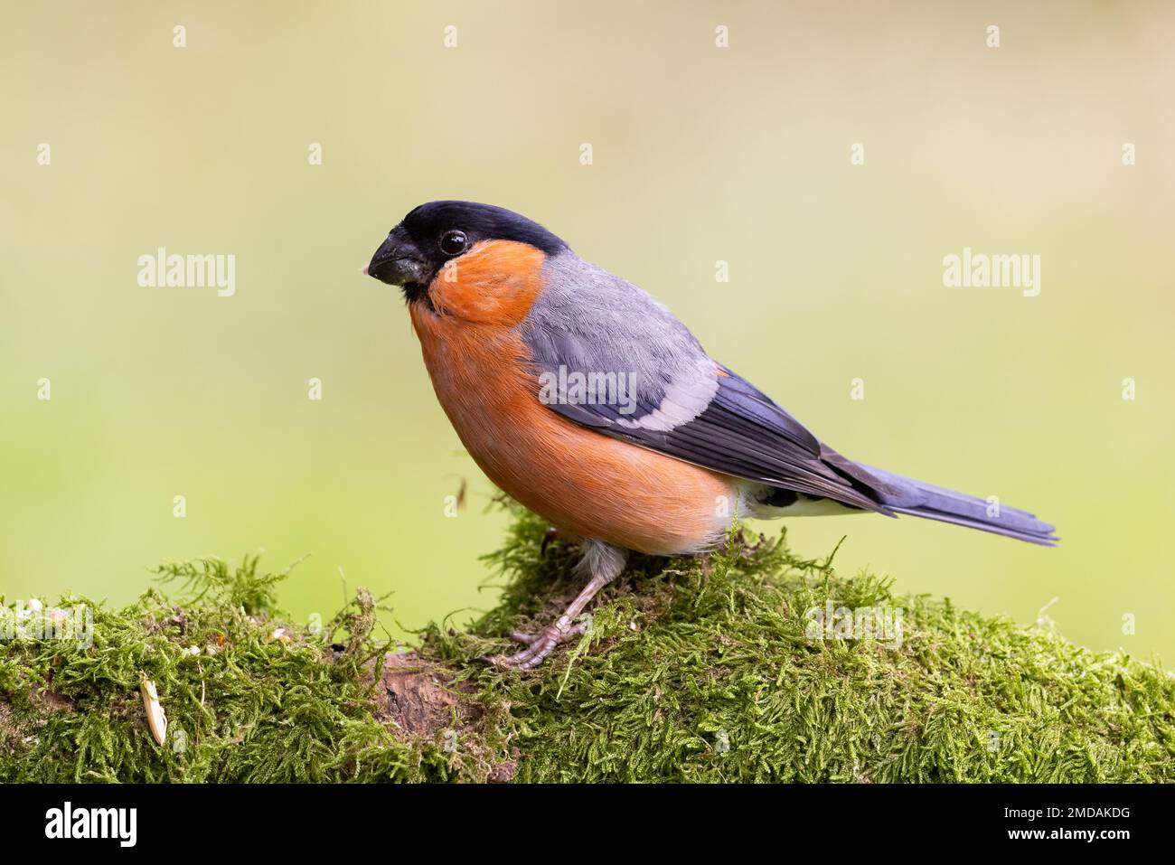 Maschio Eurasian Bullfinch [ Pyrhula pyrhula ] su ramo mossy Foto Stock