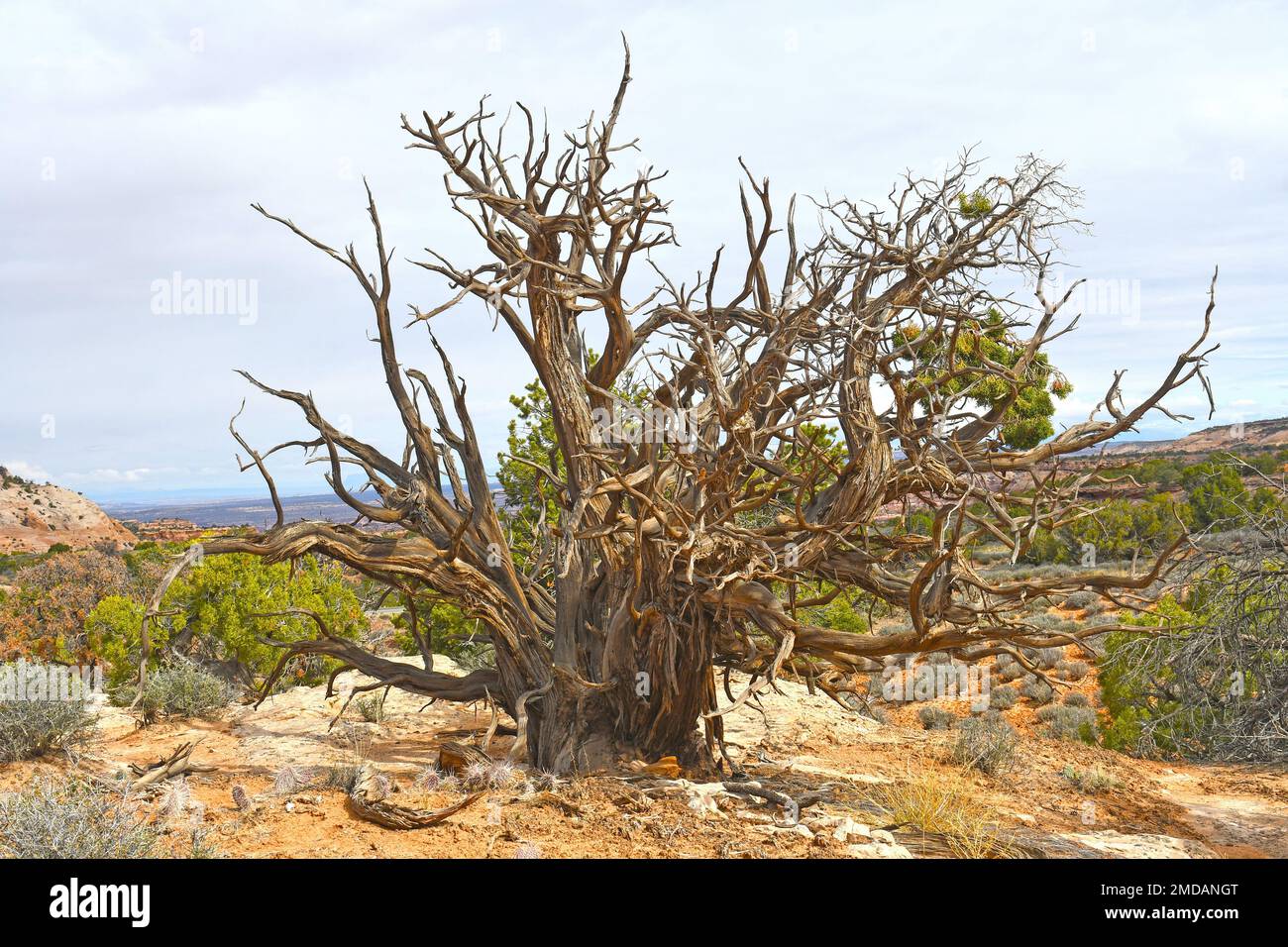 Twisted Utah Juniper Skeleton nel deserto nel Parco Nazionale delle Canyonlands nello Utah Foto Stock