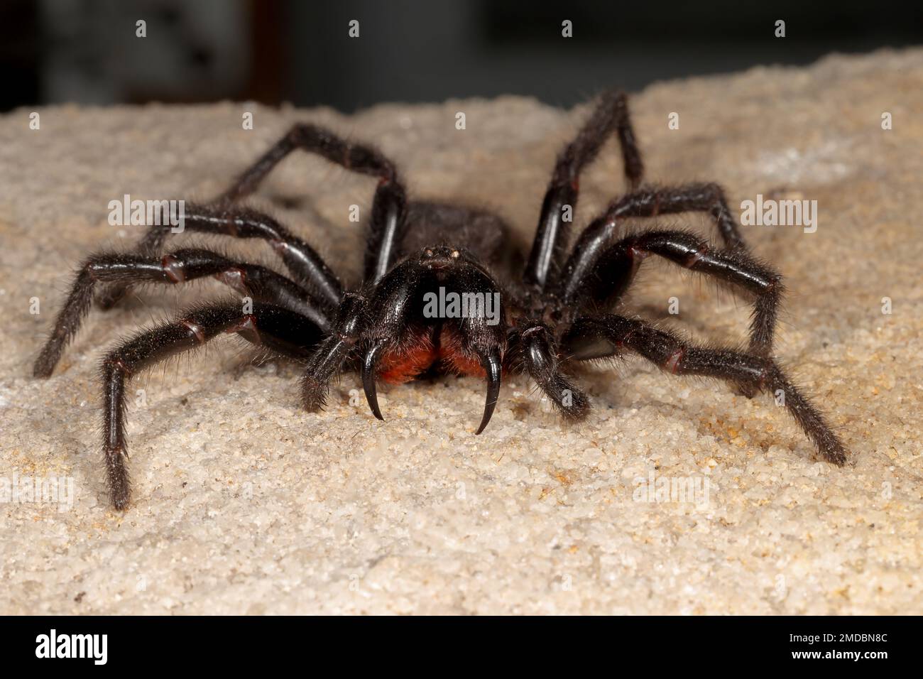 Web Spider, imbuto di Sydney altamente velenoso Foto Stock