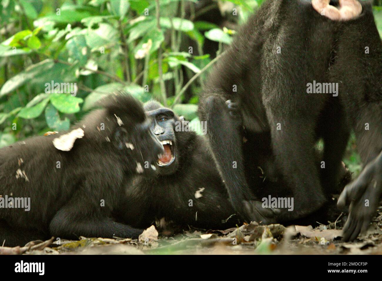 I macachi neri di Sulawesi (Macaca nigra) sono fotografati mentre mostrano un comportamento aggressivo l'uno verso l'altro nella foresta di Tangkoko, Sulawesi settentrionale, Indonesia. Gli scienziati Primate hanno scoperto che i comportamenti aggressivi (minaccia e attacco) fanno parte delle attività sociali endemiche dei macachi. Le vocalizzazioni aggressive (corteccia, grunt, sonaglino, urlo) e/o le espressioni facciali (bocca mezza aperta, bocca aperta, denti sgranati, stare, movimento della mascella) sono definite come 'minaccia'. Nel frattempo, 'Attack' include i comportamenti aggressivi che superano l'intensità della minaccia in attacchi senza contatto (inseguimento, affondo e... Foto Stock