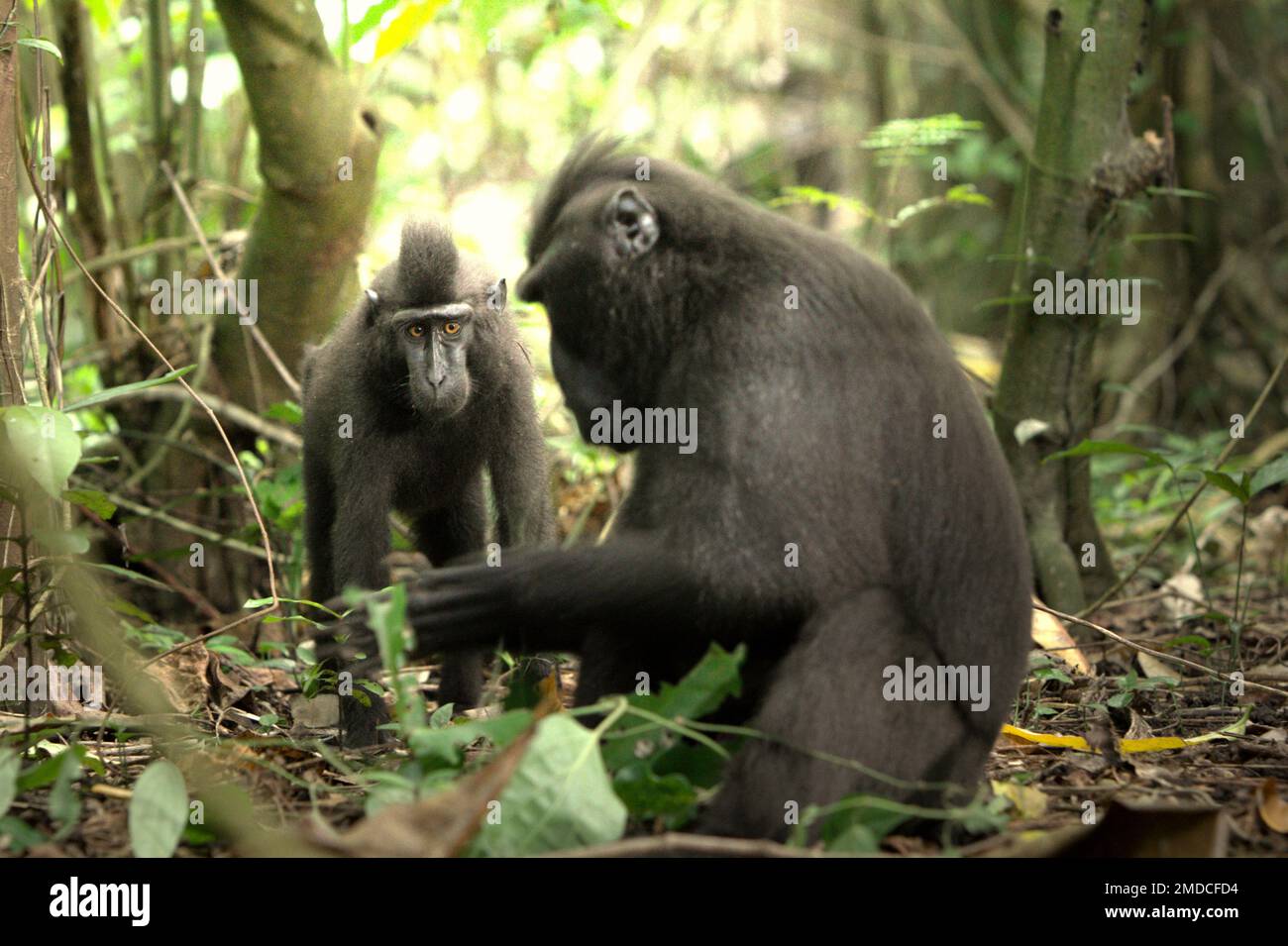 Un giovane macaco nero soldato in primo piano di un anziano individuo nella Riserva Naturale di Tangkoko, Nord Sulawesi, Indonesia. Sulla base dei dati raccolti da una serie di test di tre macachi crestati adulti in cattività, i primatologi hanno rivelato che i macachi neri crestati Sulawesi sono sensibili allo stato sociale di altri individui. Un macaco crested 'tendono a prendere più tempo per rispondere quando si guardano i volti di persone non familiari di alto rango,' il rapporto ha detto, 'che potrebbe suggerire che possono percepire alcune informazioni riguardanti lo stato sociale di persone non familiari utilizzando il... Foto Stock