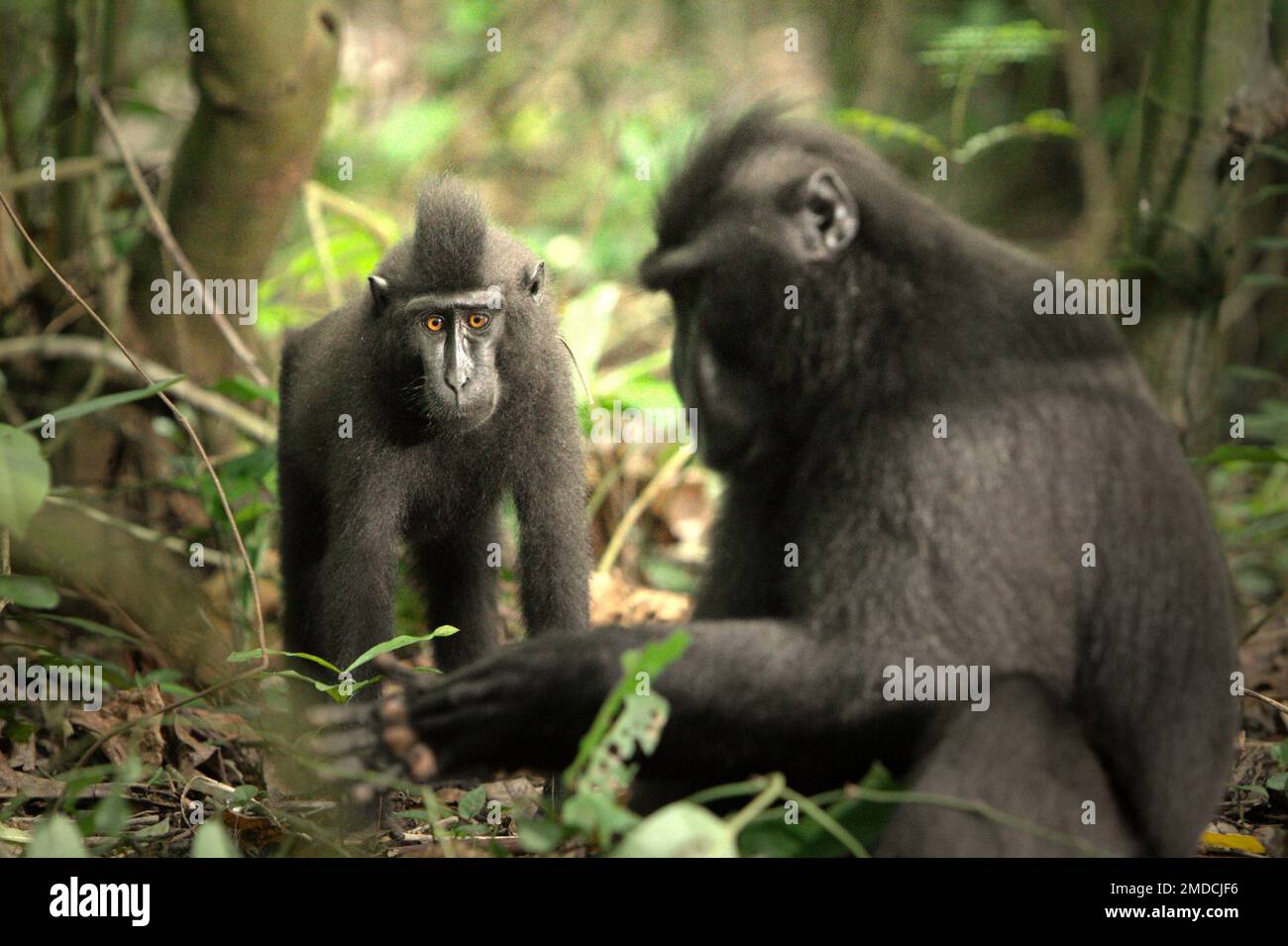 Un giovane macaco nero soldato in primo piano di un anziano individuo nella Riserva Naturale di Tangkoko, Nord Sulawesi, Indonesia. Sulla base dei dati raccolti da una serie di test di tre macachi crestati adulti in cattività, i primatologi hanno rivelato che i macachi neri crestati Sulawesi sono sensibili allo stato sociale di altri individui. Un macaco crested 'tendono a prendere più tempo per rispondere quando si guardano i volti di persone non familiari di alto rango,' il rapporto ha detto, 'che potrebbe suggerire che possono percepire alcune informazioni riguardanti lo stato sociale di persone non familiari utilizzando il... Foto Stock