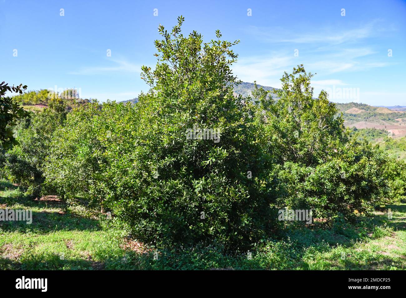 noci di macadamia su pianta di albero di macadamia, noci di macadamia crude fresche in giardino, piantare frutta di noci di macadamia su terreni agricoli di montagna Foto Stock