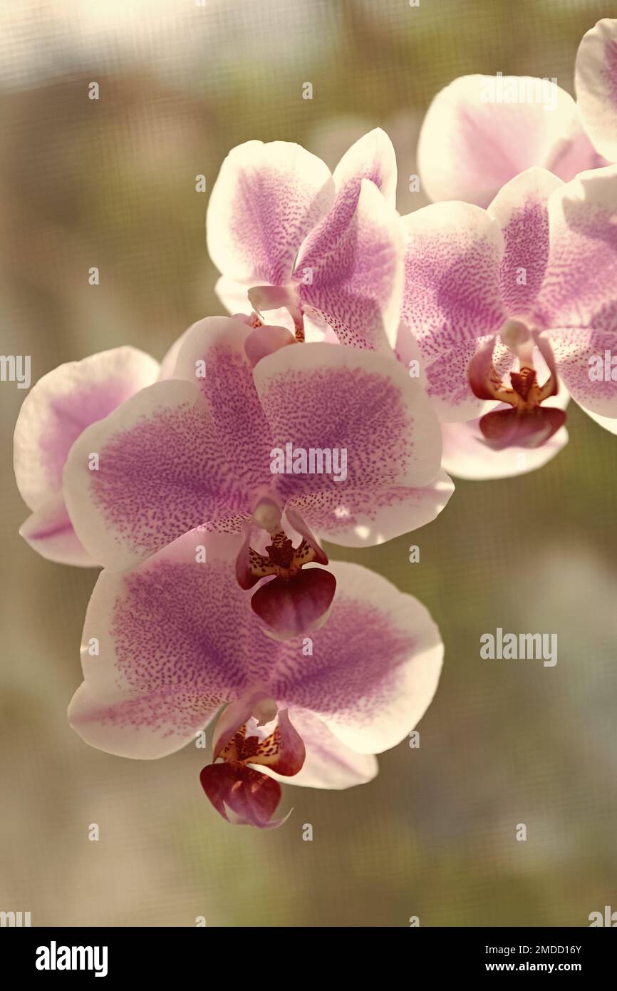 fiori di orchidee viola di phalaenopsis orchidee di falena orchidee closeup, orchidee Foto Stock