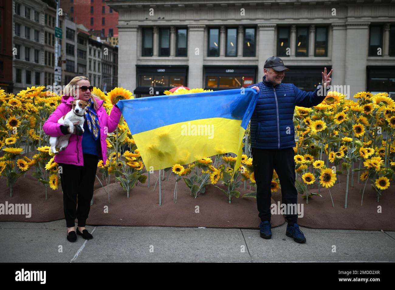 New York, Stati Uniti. 22nd Jan, 2023. Una coppia che detiene un posto di bandiera Ucraina per le foto di fronte a 333 girasoli artificiali, che rappresentano il numero di giorni che l'Ucraina è stata in guerra con la Russia, istituito come un gesto di solidarietà per onorare la Giornata dell'unità dell'Ucraina, al Flatiron Plaza, New York City, NY, Gennaio 22, 2023. I girasoli sono il fiore nazionale dell'Ucraina. (Foto di Anthony Behar/Sipa USA) Credit: Sipa USA/Alamy Live News Foto Stock