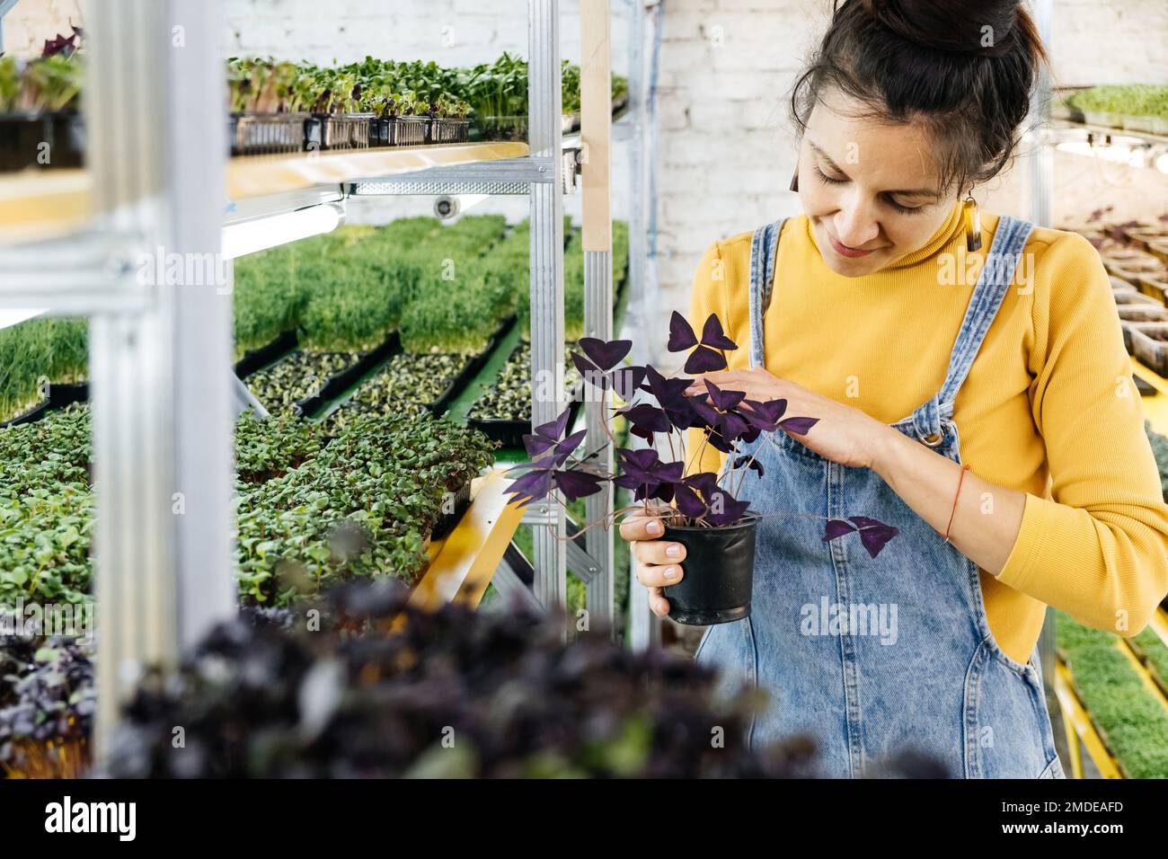 Giovane agricoltore femmina che cresce microgreens sul suo giardino verticale interno. Donna felice che si cura di piante su scaffali. Radish, rucola, daikon, oxalis Foto Stock