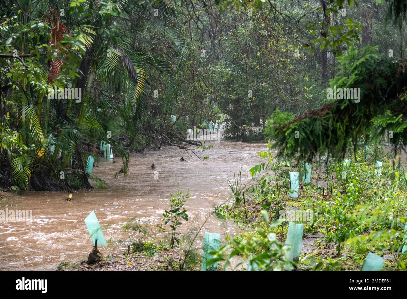 Un torrente molto allagato di Cabbage Tree a Ferny Hills durante le inondazioni del febbraio 2020 nel Queensland, Australia Foto Stock