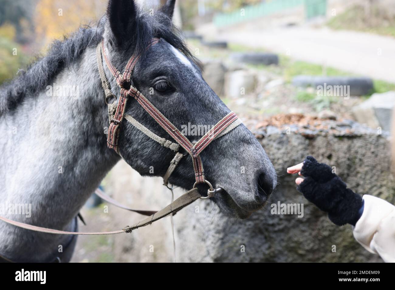 Cavallo e mano della donna vicino al naso del cavallo primo piano. Foto Stock