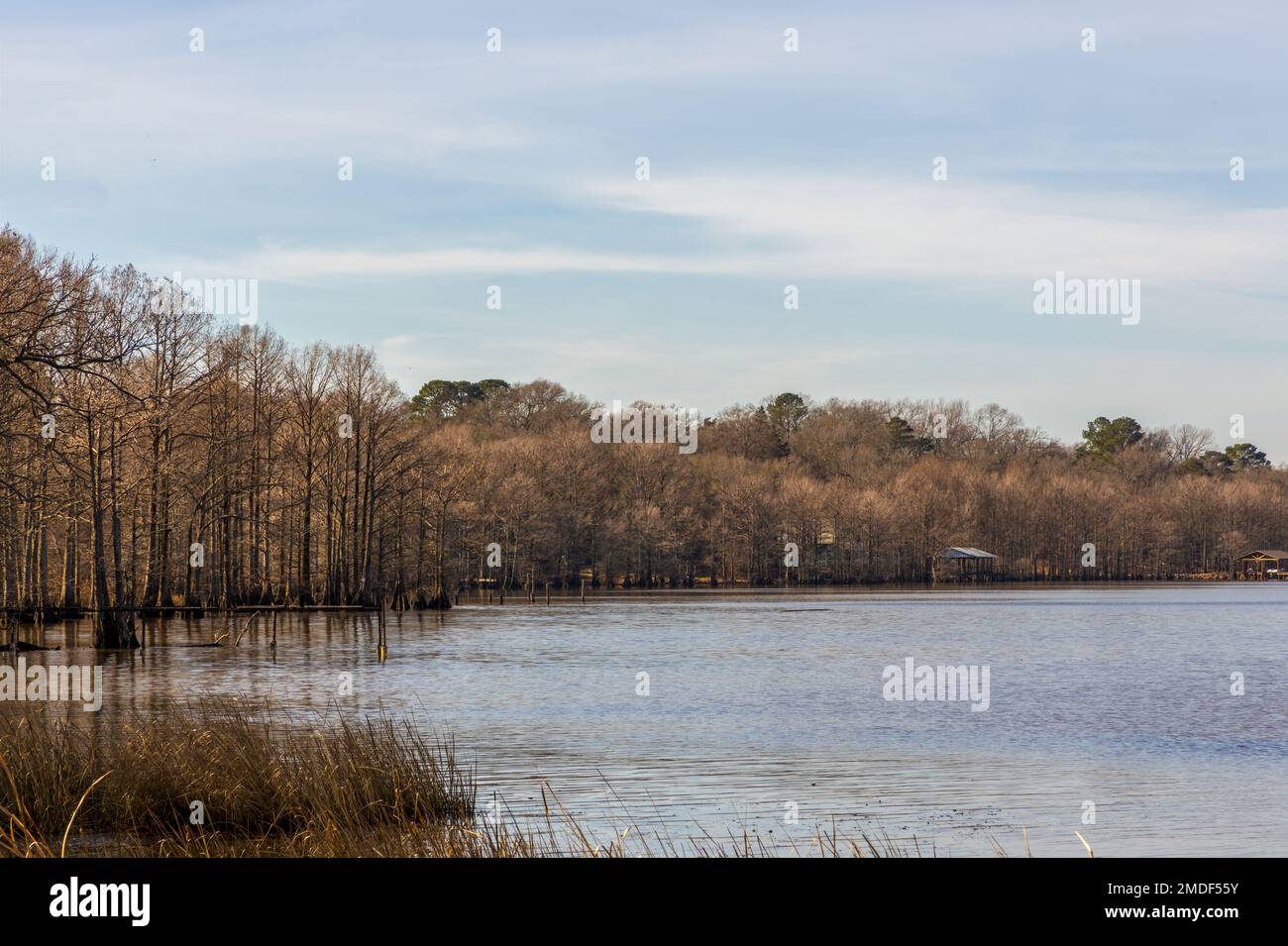 Splendidi cipressi sul lago Caddo, Louisiana, durante il giorno d'inverno Foto Stock