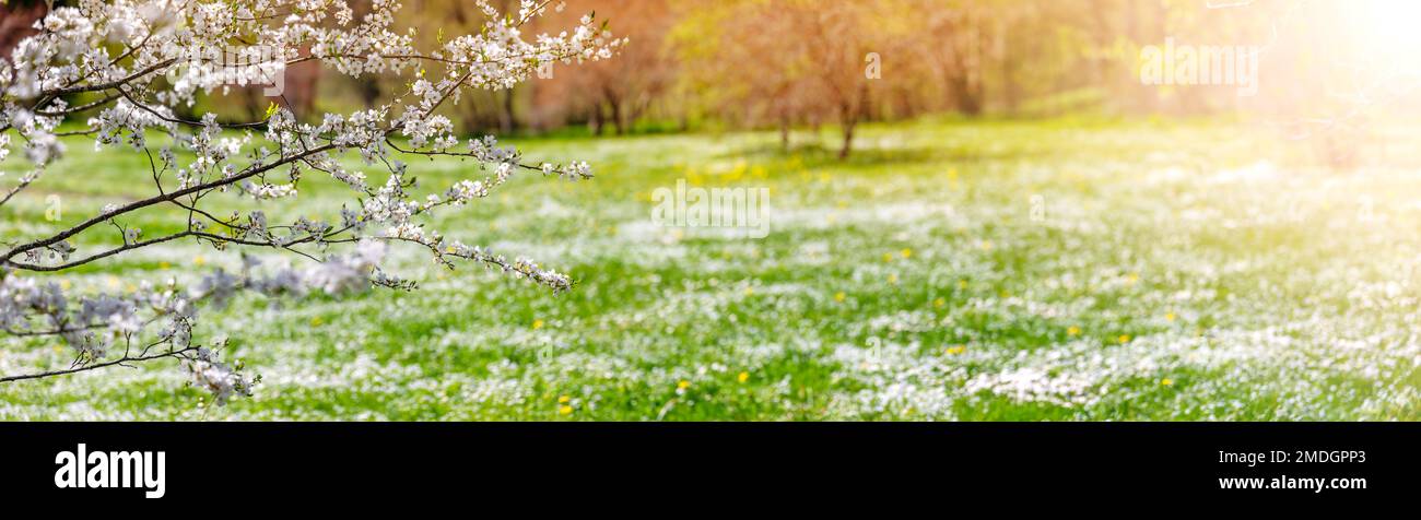 Vista panoramica sul prato colorato con ciliegi in fiore. Foto Stock