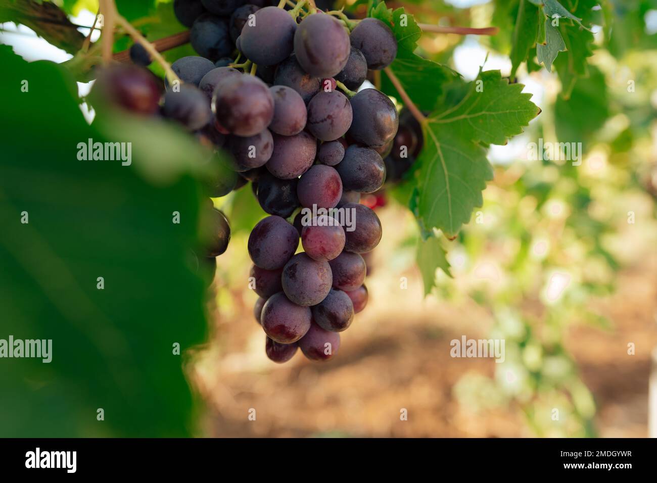 Mazzo di uva nera che cresce nel vigneto Foto Stock