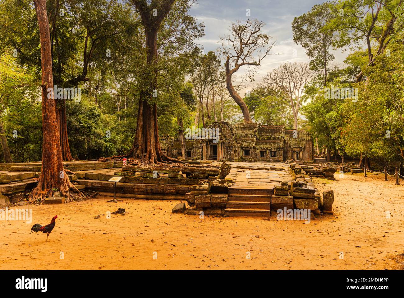 TA Prohm tempio di Angkor Wat Complex - Seam Reap, Cambogia. Foto Stock