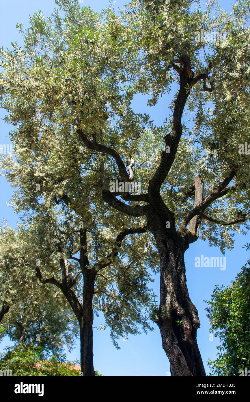 Centro di Sorrento, Sorrento, Italia Foto Stock
