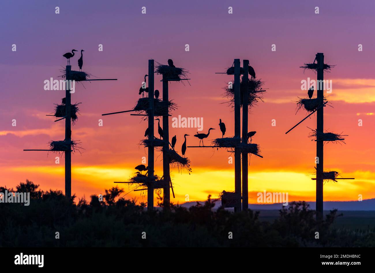 Una colonia nidificante di grandi aironi blu (Ardea herodias) sono contornati dal sole che tramonta mentre si preparano a ruggire per la notte. Foto Stock