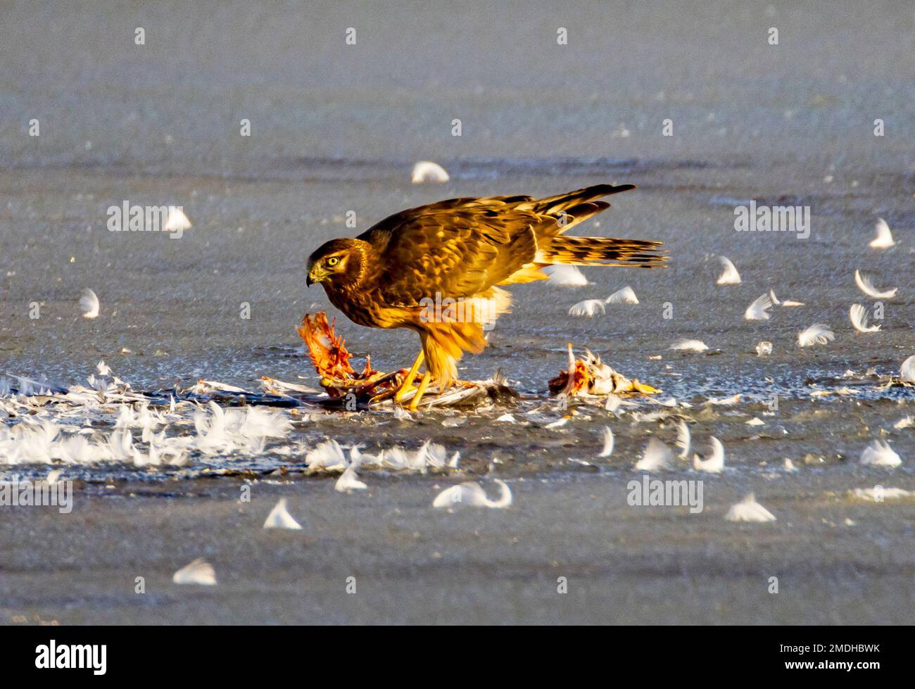 Le piume bianche volano come Northern Harrier (Circus cyaneus) raccoglie pulire la carcassa di un gabbiano a Farmington Bay WMA, Farmington, Utah, USA. Foto Stock