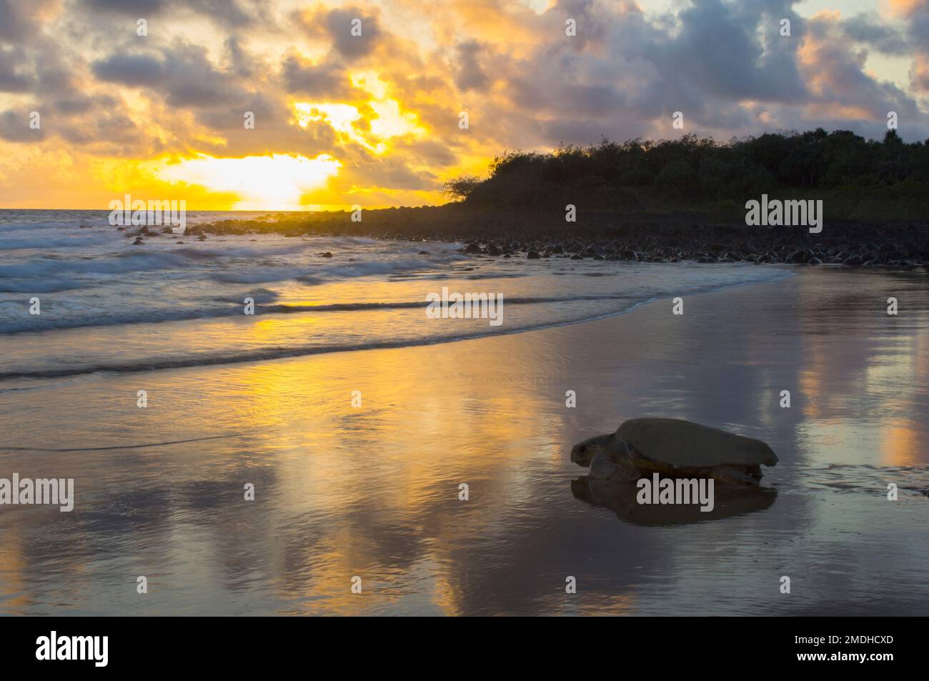 Loggerhead TurtleCaretta caretta femmina Bargara Beach Australia Foto Stock