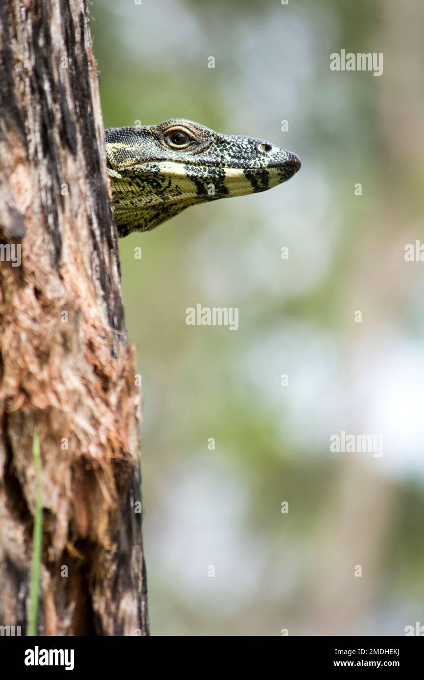 Un Lace Monitor guarda intorno ad un tronco d'albero al photographer.Varanus varius Bundaberg Australia Foto Stock