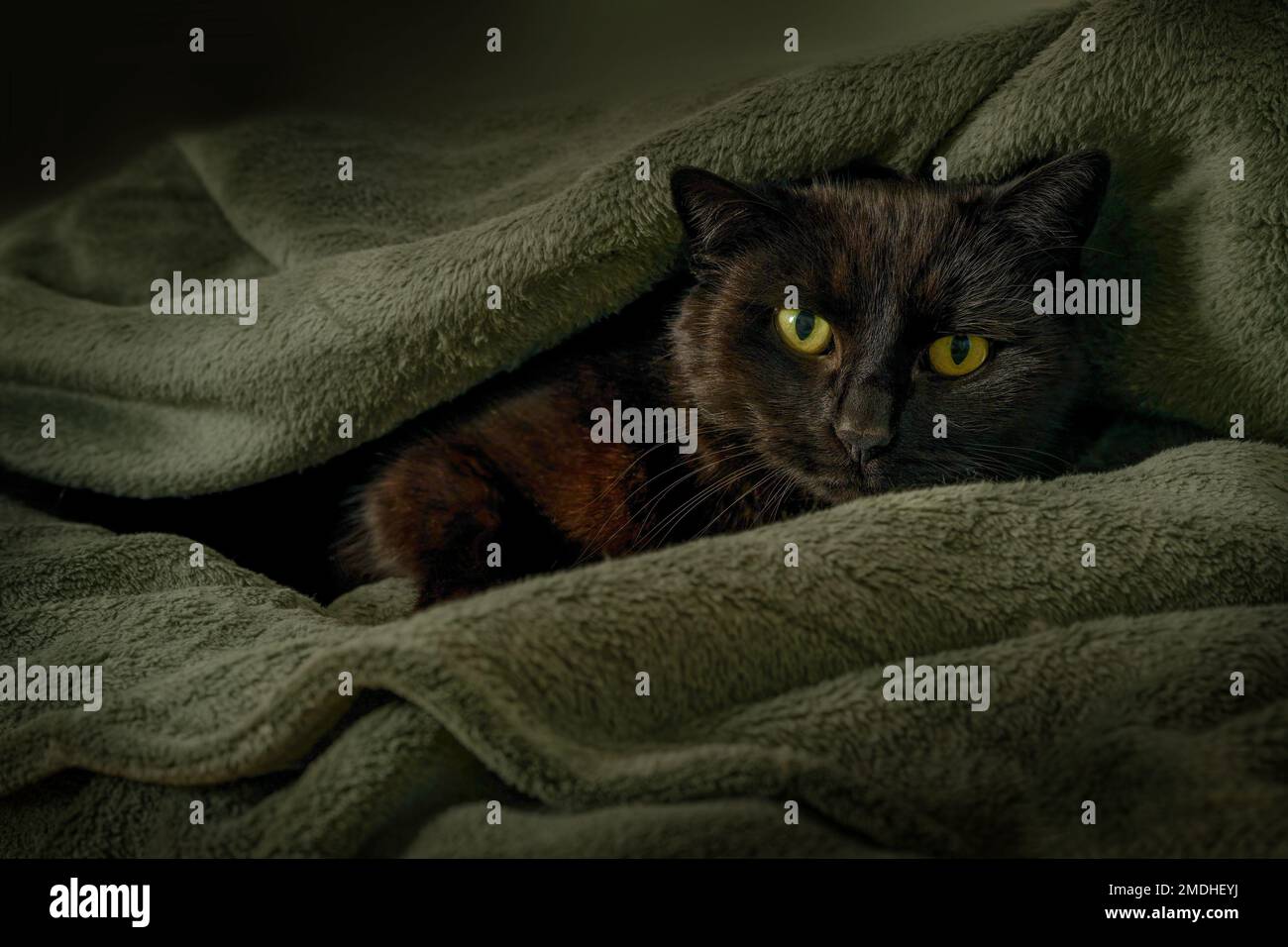Spaventoso gatto marrone nero si nasconde sotto una coperta verde scuro, concetto per animali malati o animali domestici durante temporali e fuochi d'artificio, spazio copia, selecte Foto Stock