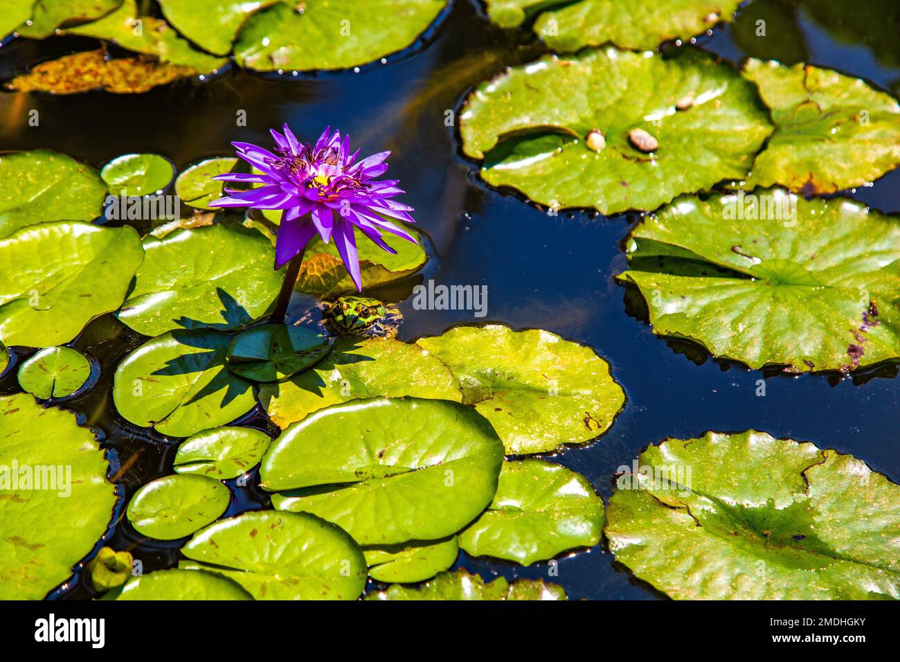 Vista su Isola Madre villa e giardino botanico, nell'arcipelago delle Isole Borromee, Lago maggiore, Italia. Foto Stock