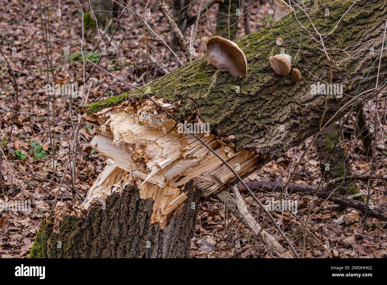 Danni da tempesta causati da un tronco rotto in un albero spesso causato da una tempesta in inverno, Assia, Germania Foto Stock