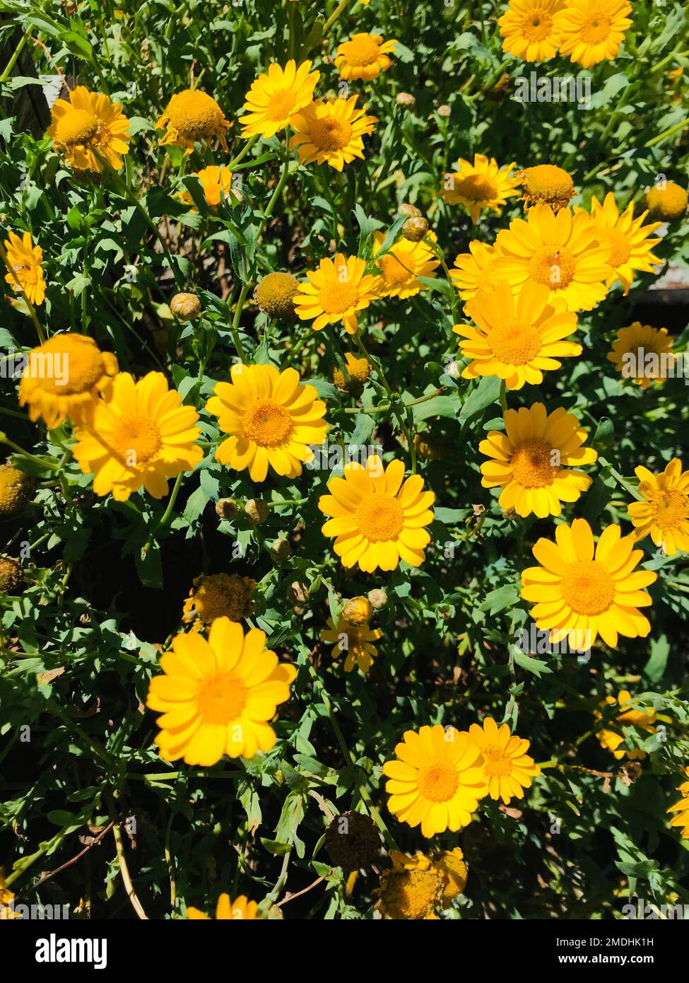 splendidi fiori gialli nel giardino. il client può utilizzarlo per lo sfondo, lo sfondo e altro ancora. Foto Stock