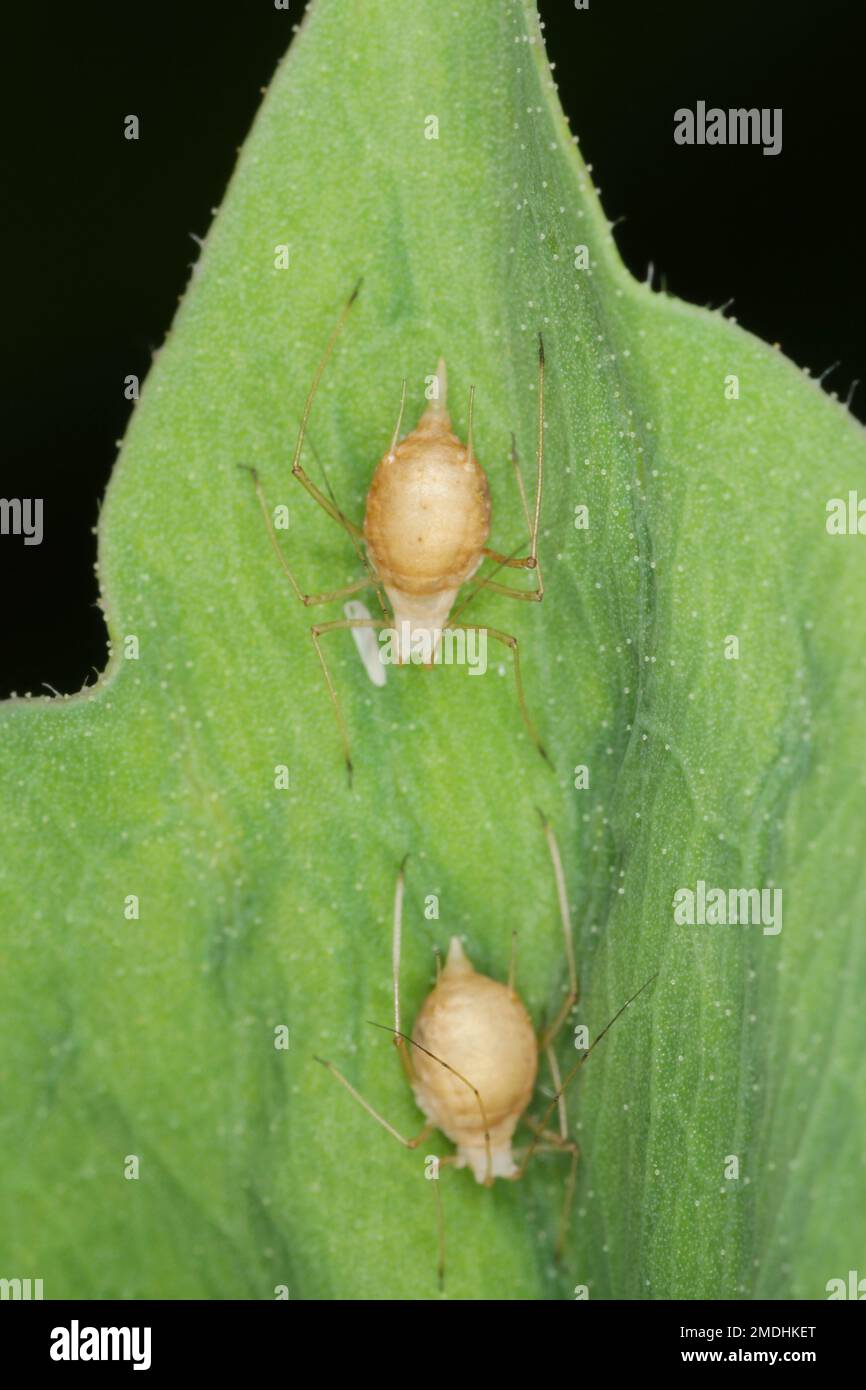 Il pisello afide Acyrthosiphon pisum parassitizzato da Braconidae (Hymenoptera) una famiglia di vespe parassitoidi Foto Stock