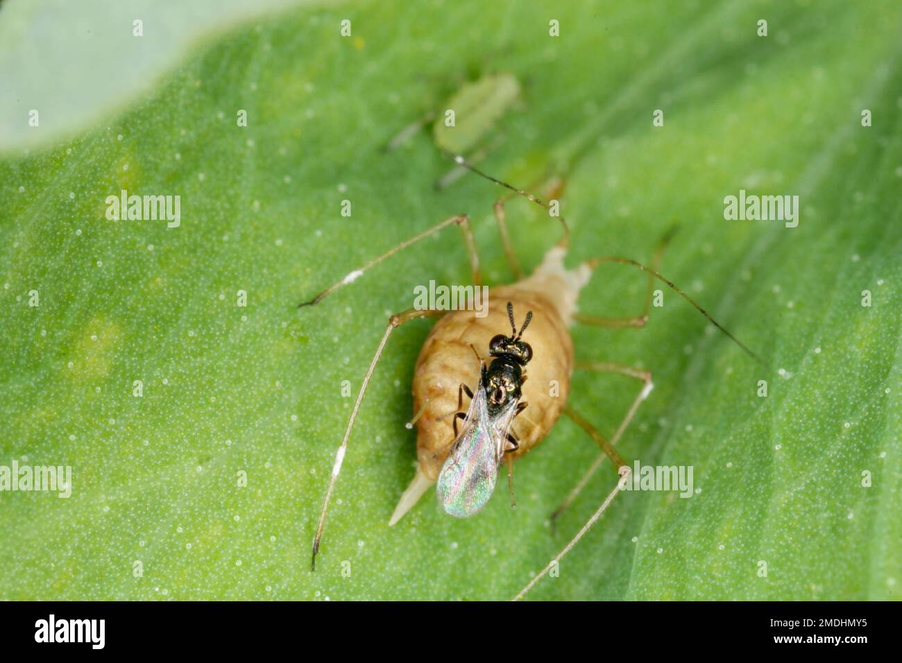 Il pisello afide Acyrthosiphon pisum parassitizzato da Braconidae (Hymenoptera) una famiglia di vespe parassitoidi Foto Stock