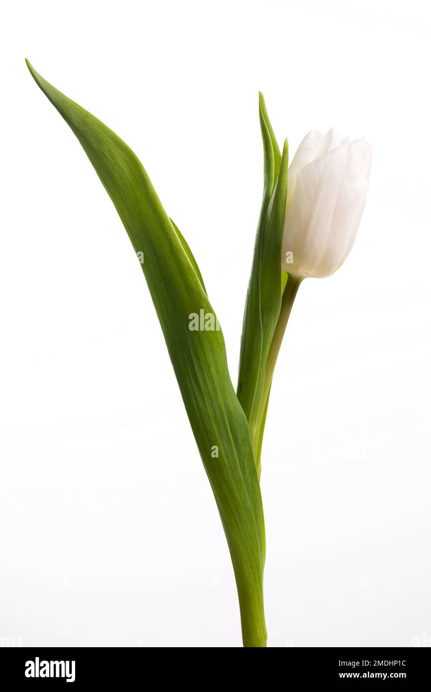 Un singolo tulipano bianco, fotografato uno sfondo bianco Foto Stock