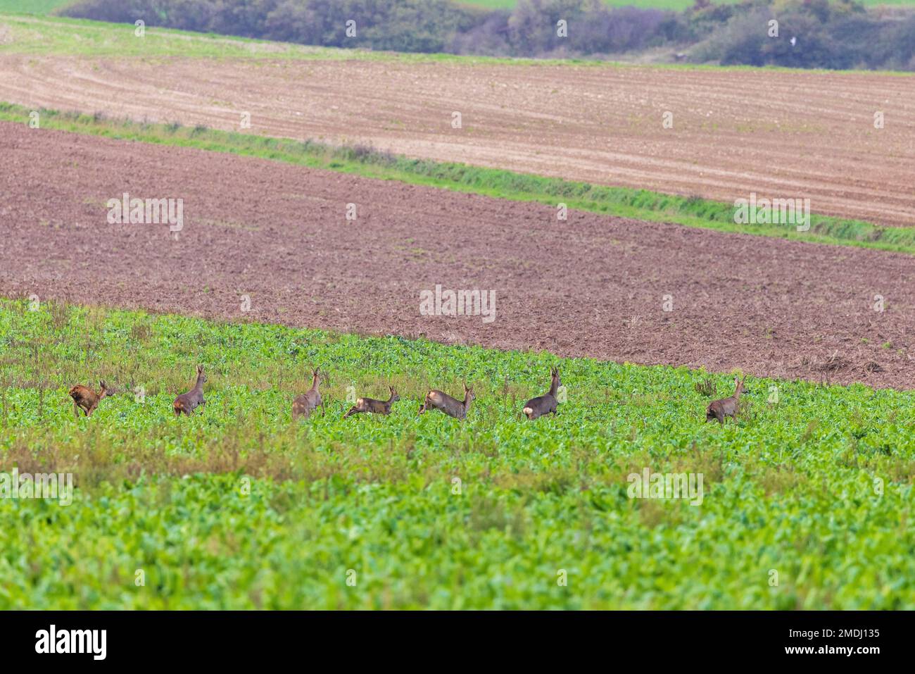 Arde au près d'un point de nourrissage mis en place par des chasseurs, France, Pas de Calais, automne Foto Stock