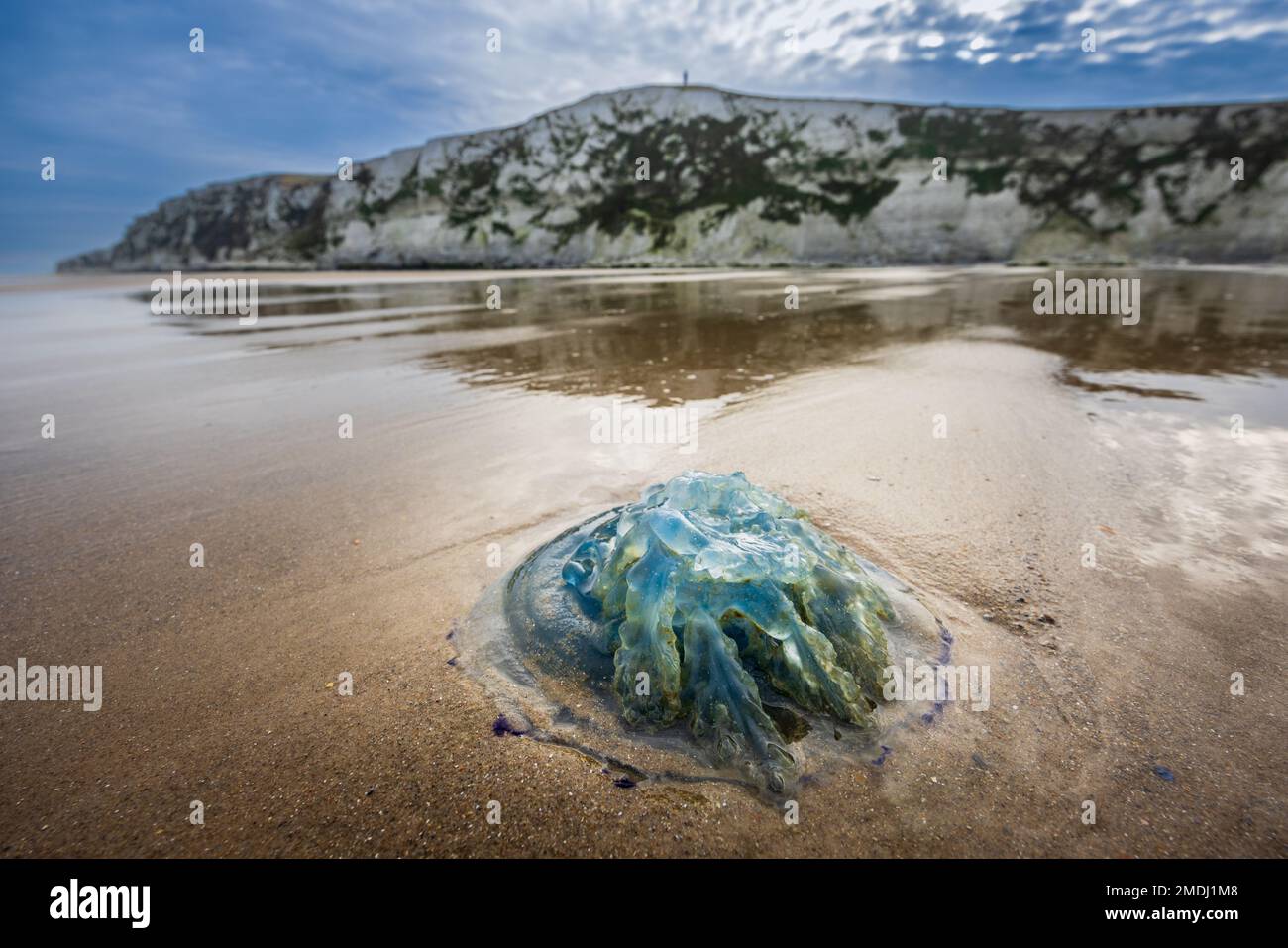 Méduse Rhizostoma pulmo échouée sur la plage du cap Blanc-Nez, Francia, Hauts de France, automne Foto Stock