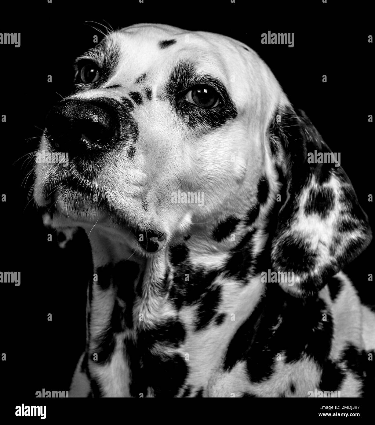 Dalmata in studio e all'aperto Foto Stock