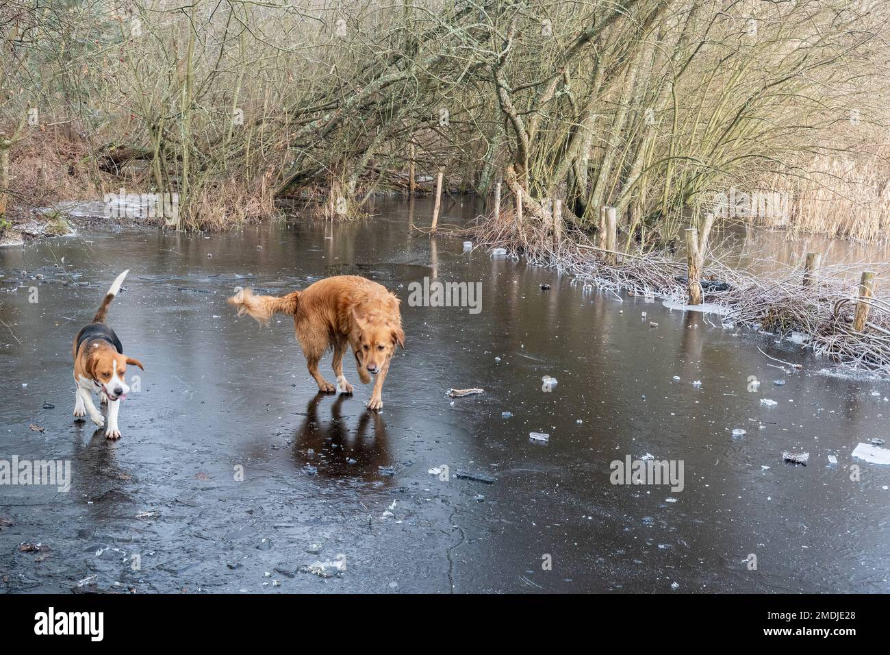 Due cani che giocano sul lago ghiacciato durante l'inverno, 2023 gennaio, Surrey, Inghilterra, Regno Unito Foto Stock