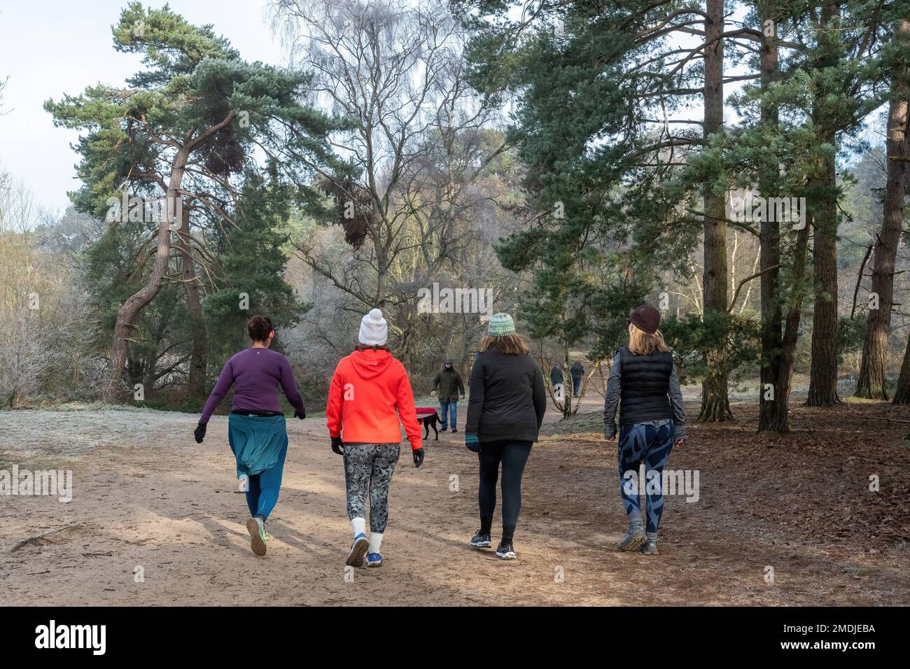 Quattro giovani donne che fanno una passeggiata in campagna a gennaio o in inverno, Surrey, Inghilterra, Regno Unito Foto Stock