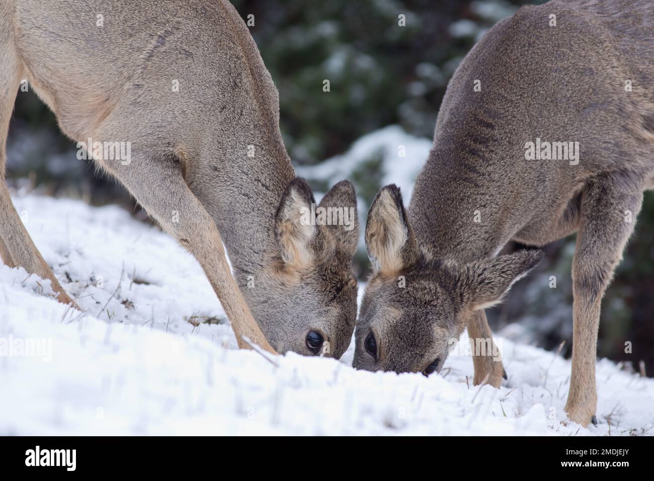 Immagine di primo piano di due fratelli caprioli (Capreolus capreolus) che mangiano insieme toccando delicatamente la testa mentre cercano di trovare del cibo Foto Stock