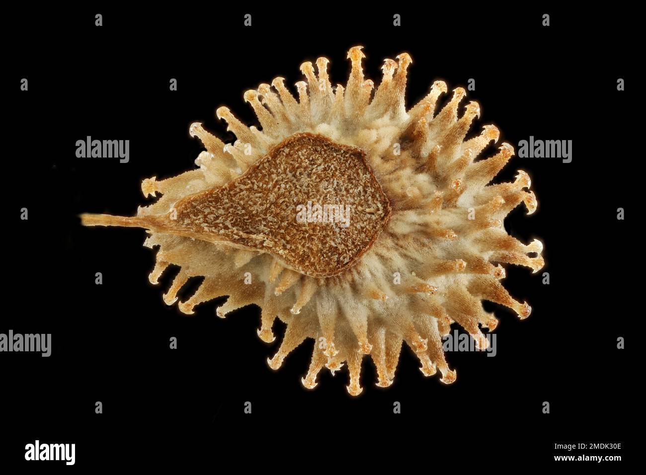 Cynoglossum amabile, cinese Forget-me-not, Chinesische Hundszunge, primo piano, seme (noce) Foto Stock