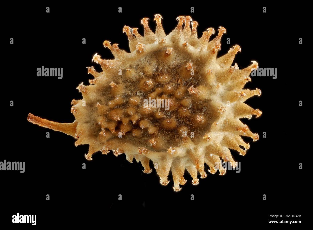 Cynoglossum amabile, cinese Forget-me-not, Chinesische Hundszunge, primo piano, seme (noce) Foto Stock