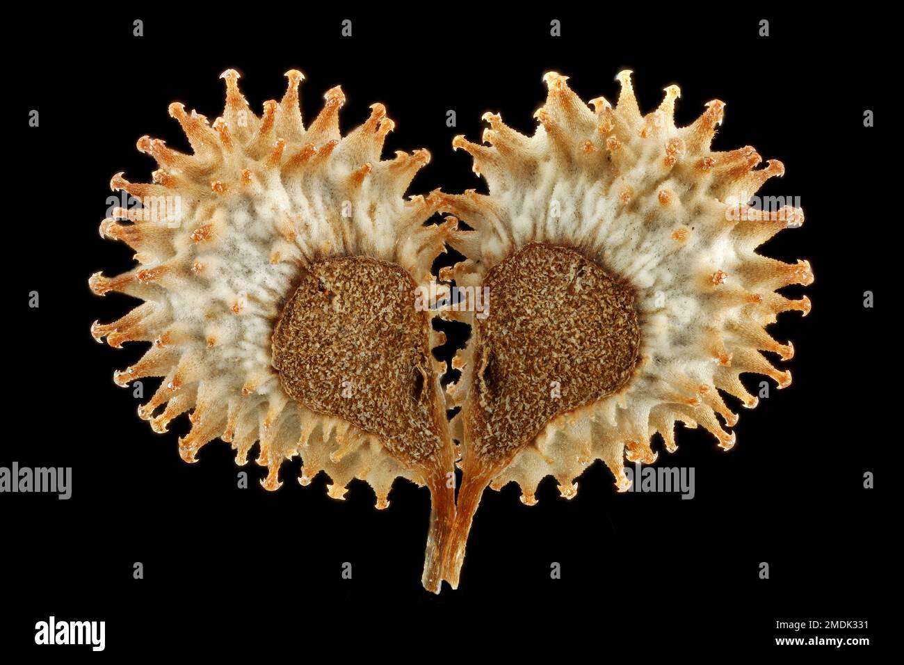 Cynoglossum amabile, cinese Forget-me-Not, chinesische Hundszunge, primo piano, semi (noci) Foto Stock