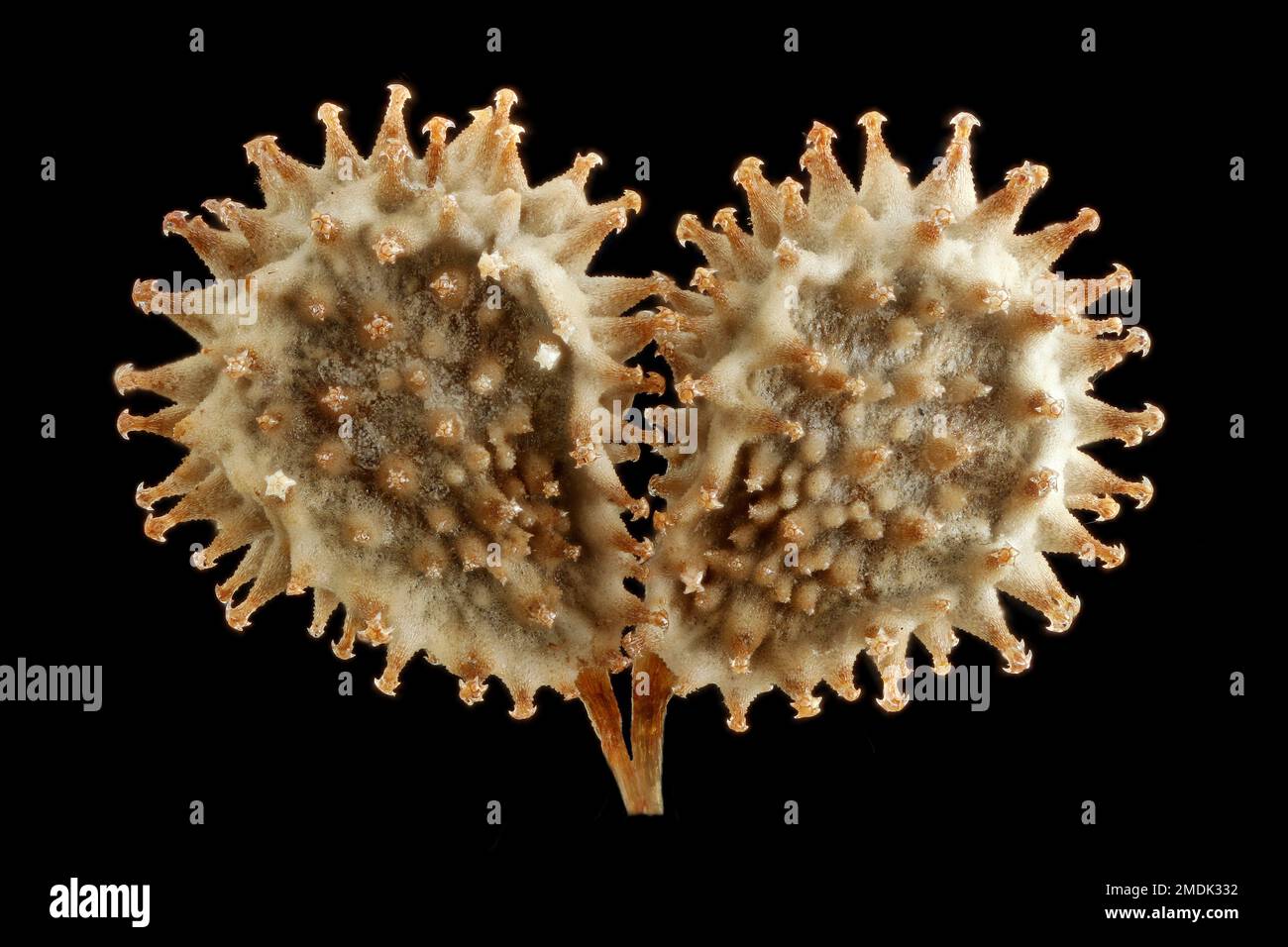 Cynoglossum amabile, cinese Forget-me-Not, chinesische Hundszunge, primo piano, semi (noci) Foto Stock