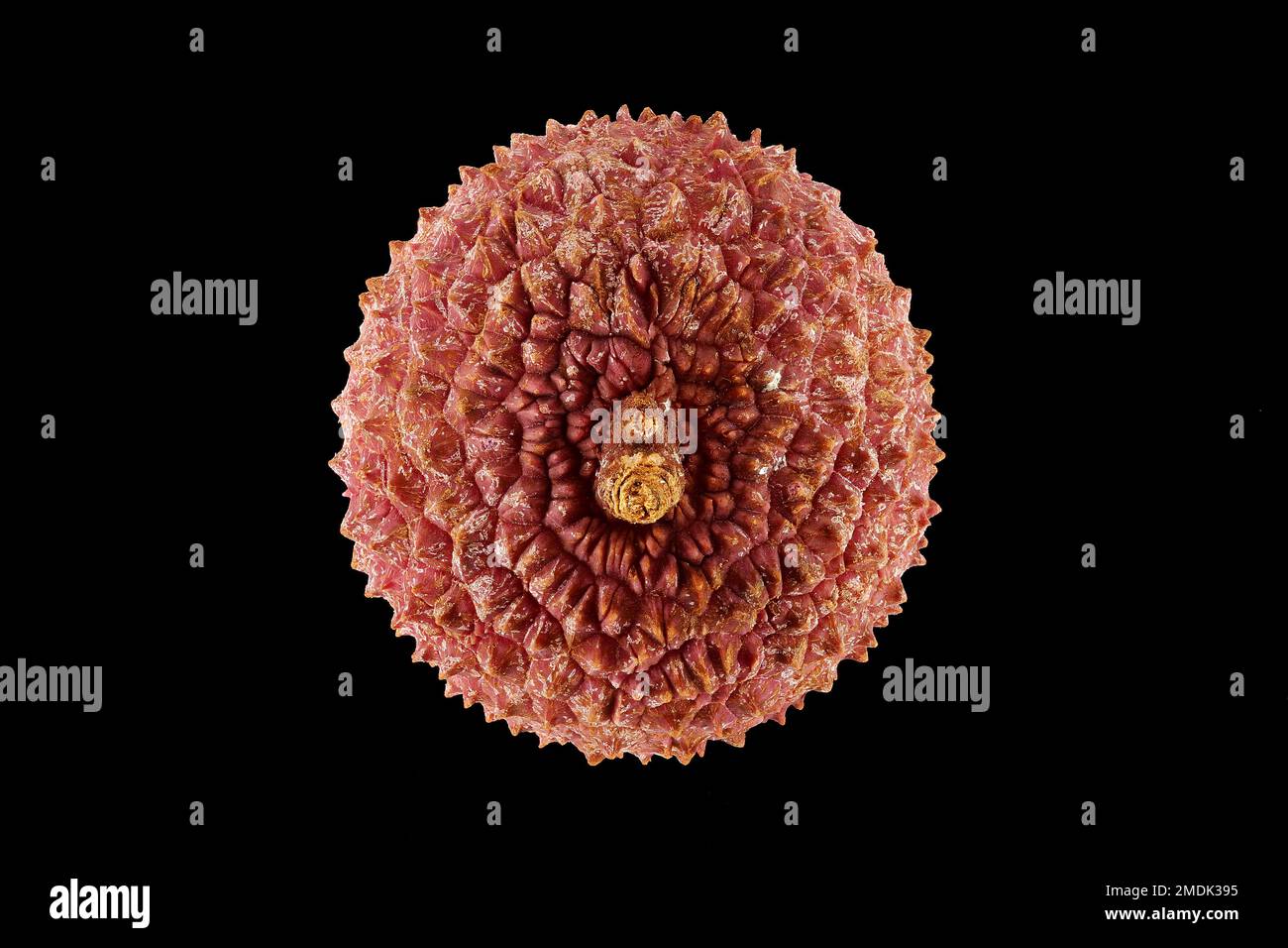 Litchi chinensis, Lychee, litchi, primo piano, frutta Foto Stock