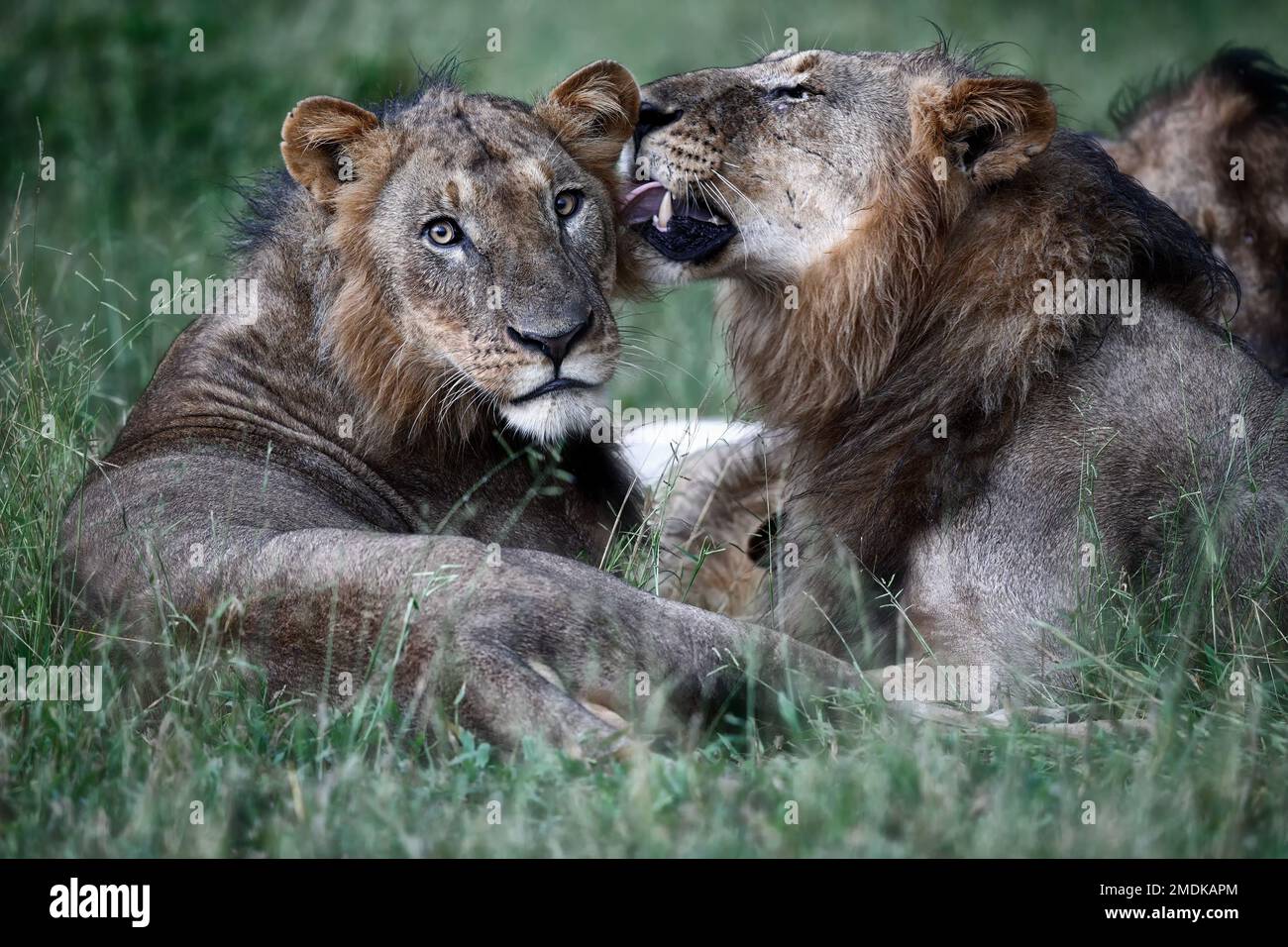 Due giovani leoni maschili si adodono nell'erba verde e sono totalmente rilassati, stagione smeraldo - Okavangodelta, Botswana Botsuana Africa Foto Stock