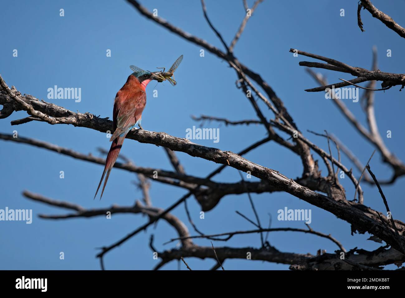 Carminio meridionale Bee-eater seduto su un ramo appena catturato un grande cavallerista con cielo blu - Okavangodelta, Botswana Botsuana Africa Foto Stock