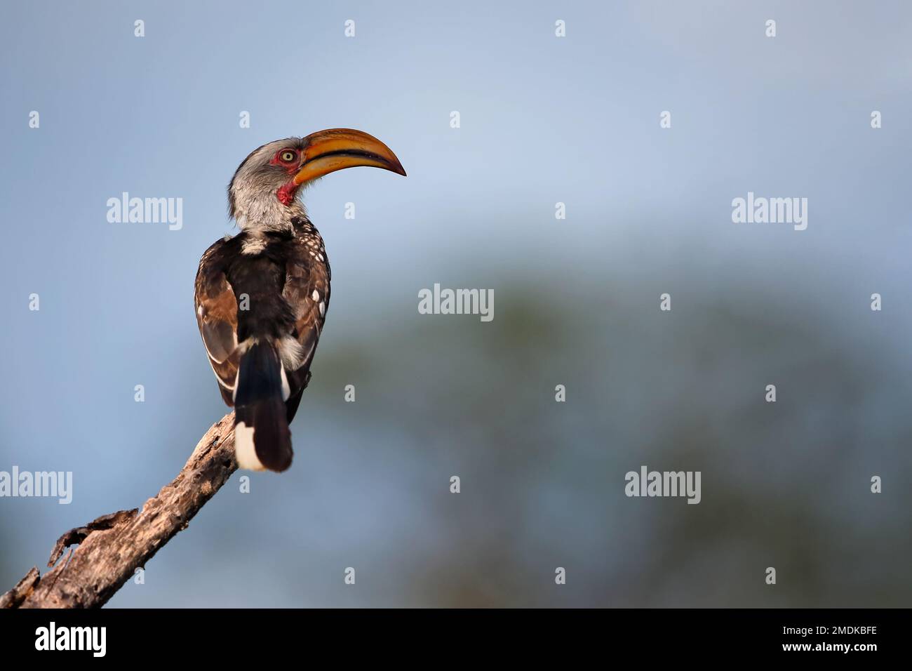 Fondo trasparente di Hornbill (Tockus leucomelas) in giallo meridionale - Okavangodelta, Botswana Botsuana Africa Foto Stock