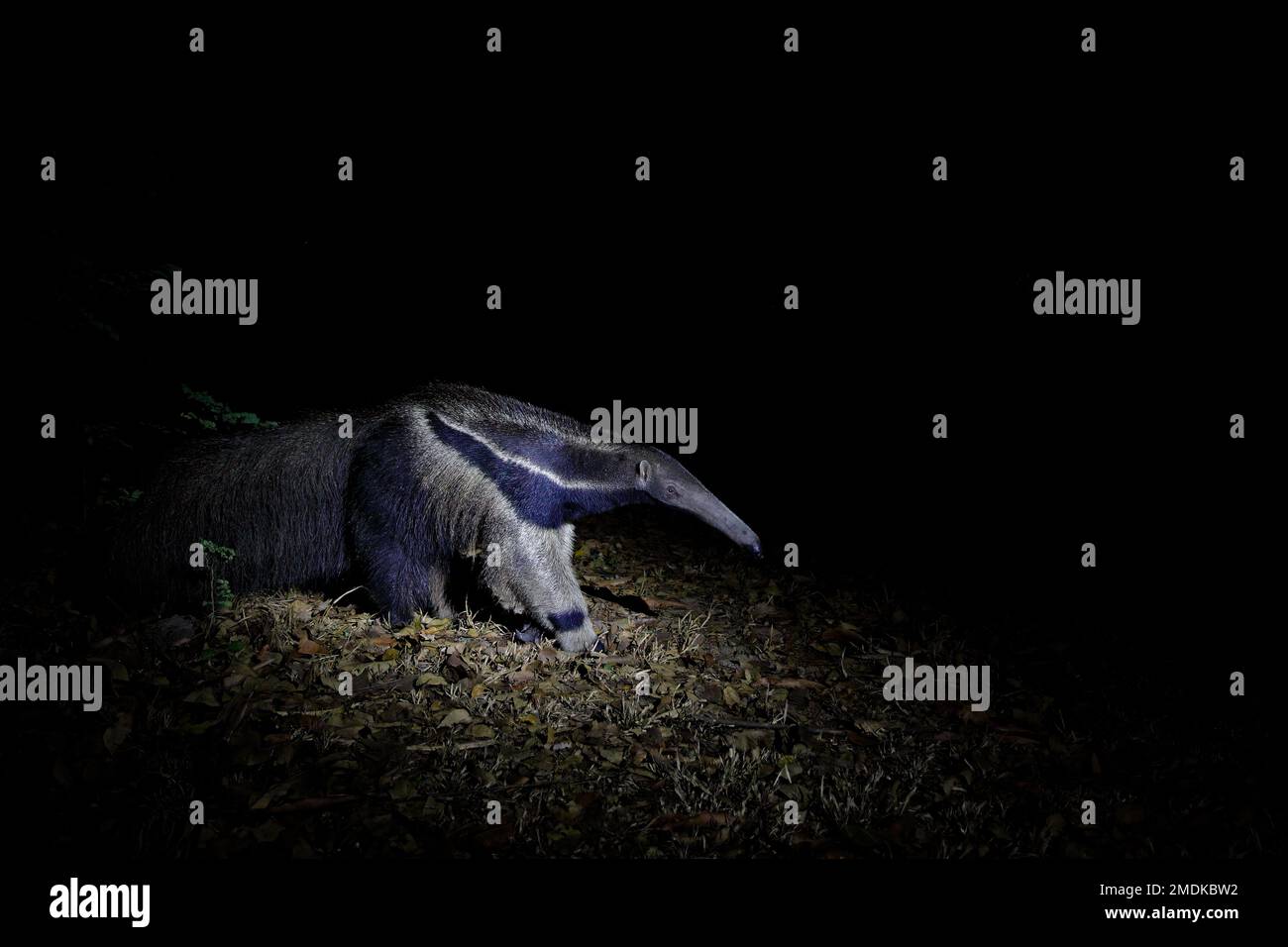 Antenato, divertente animale strano. Anteater gigante, tridattila di Myrmecophaga, coda lunga animale e naso muso di log, Pantanal, Brasile. Scena faunistica Foto Stock