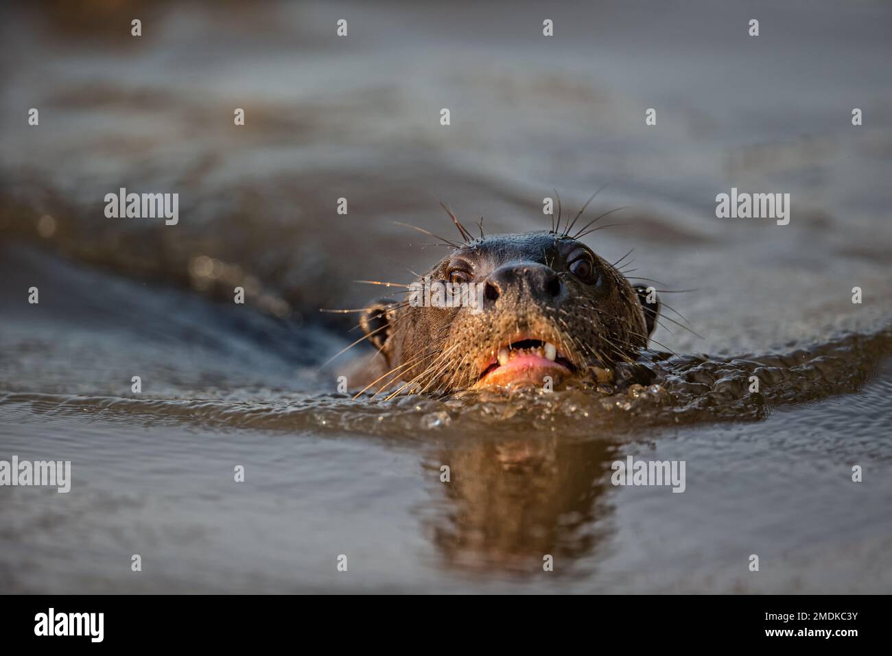 Lontra gigante (Pteronura brasiliensis) nuoto, primo piano. Ritratto - Pantanal, Mata Grosso, Poconé, Brasile Foto Stock