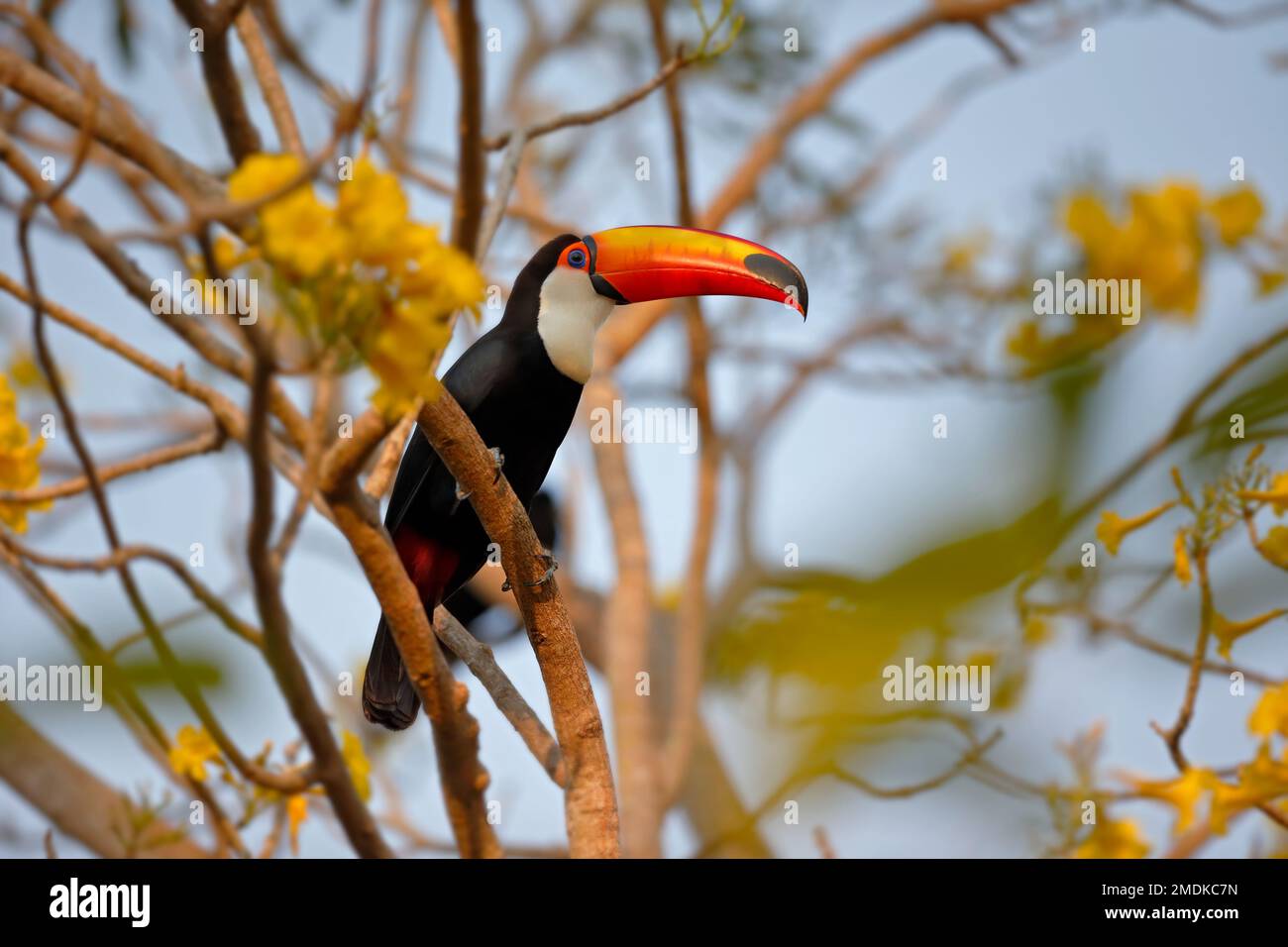 Toco toucan / toucan comune / toucan gigante (Ramphastos toco) arroccato in un albero di tromba d'oro - Pantanal, Mata Grosso, Poconé, Brasile Foto Stock