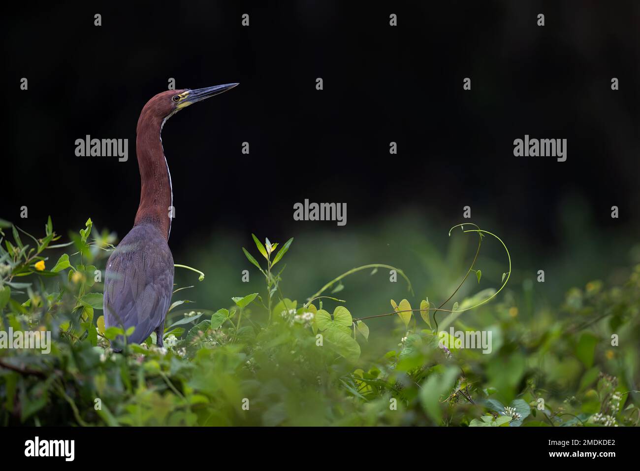 Airone della tigre rufescente (Tigrisoma lineatum) - Porto Jofre, fiume Cuiaba, Mato Grosso, Pantanal settentrionale, Brasile. Foto Stock