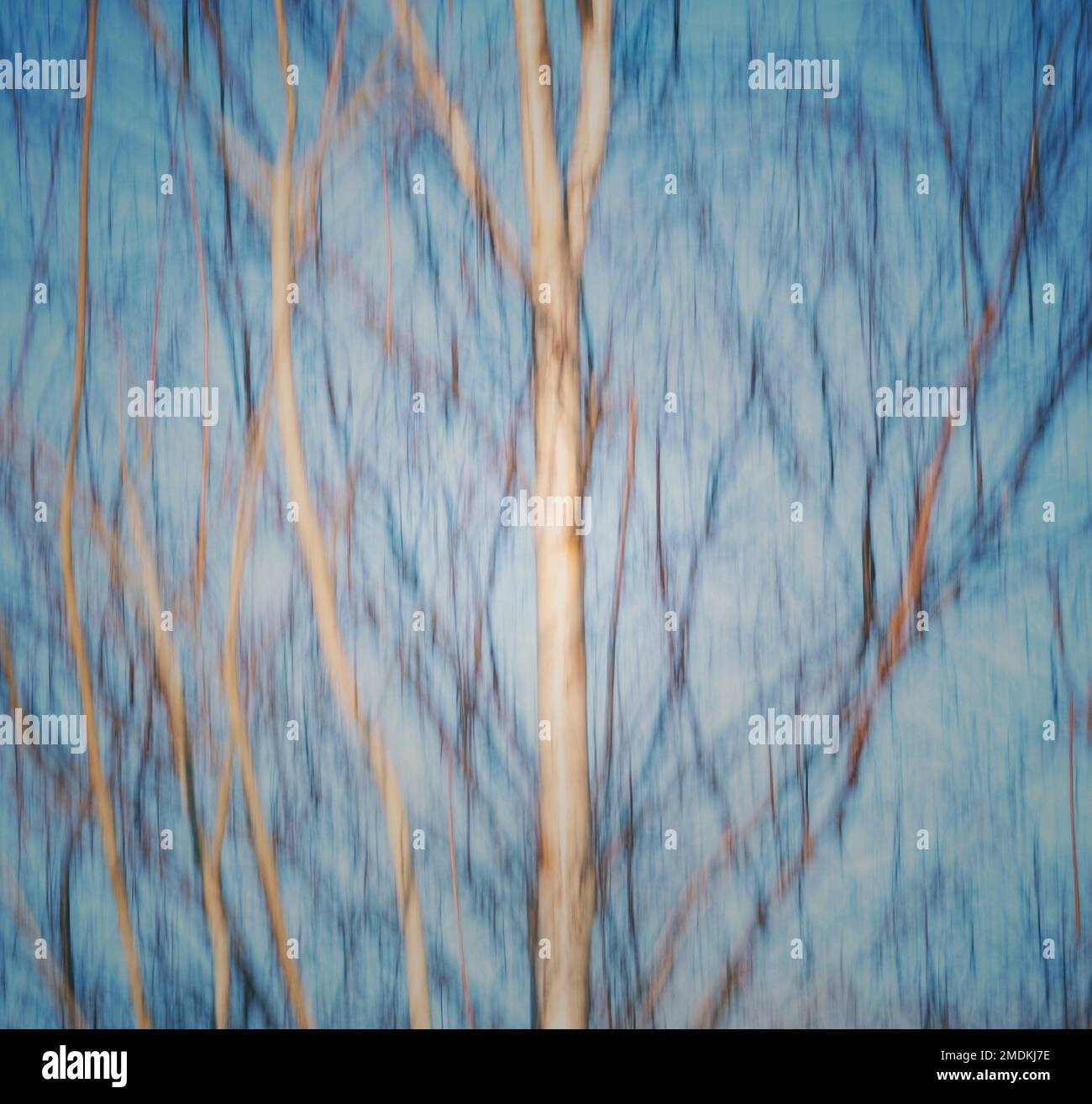 La sfocatura dell'inverno mentre gli alberi di Silver Birch catturano il sole stagionale contro un cielo blu, Warwickshire, Inghilterra. Foto Stock