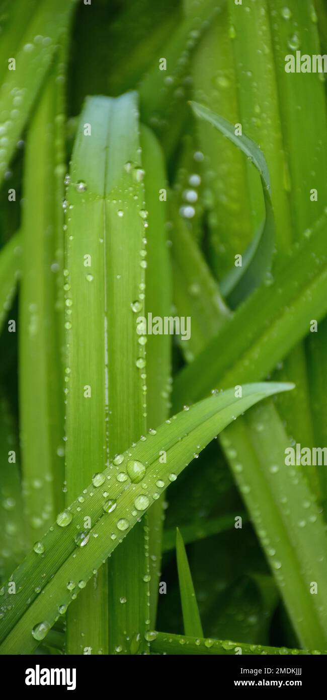 primo piano delle gocce d'acqua sul prato. erba sfondo in primavera Foto Stock