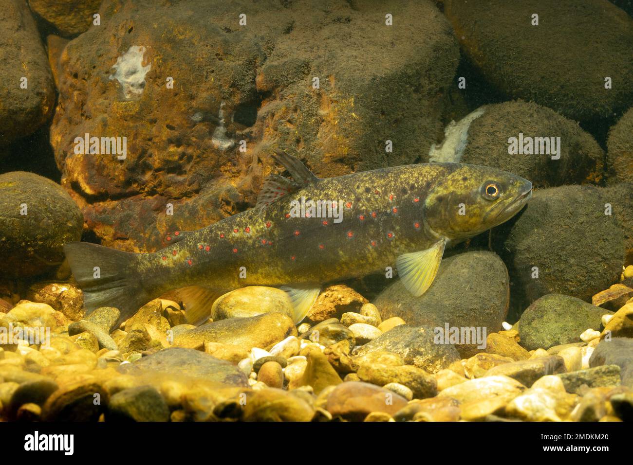 Trota bruna, trota di fiume, trota di ruscello (Salmo trutta fario), in colore camo su una terra d'acqua, Germania Foto Stock